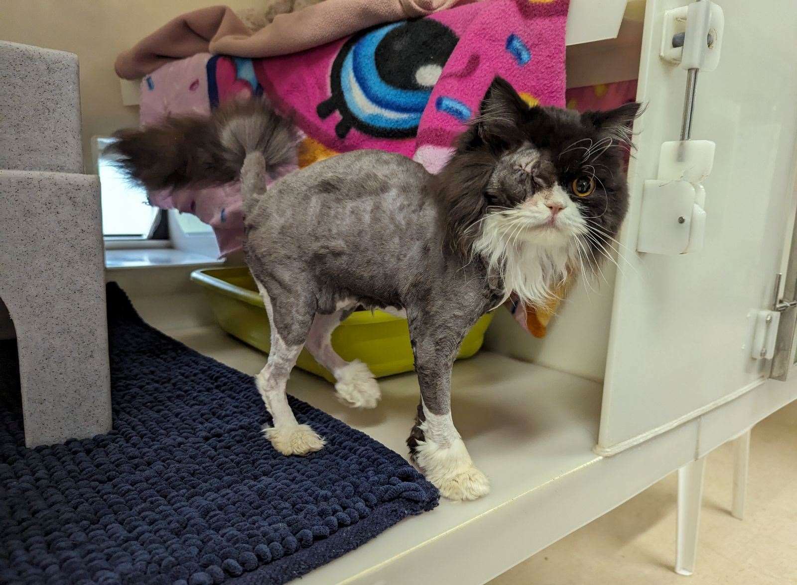 Poor Freya had to have her eye removed and her fur shaved. Picture: RSPCA