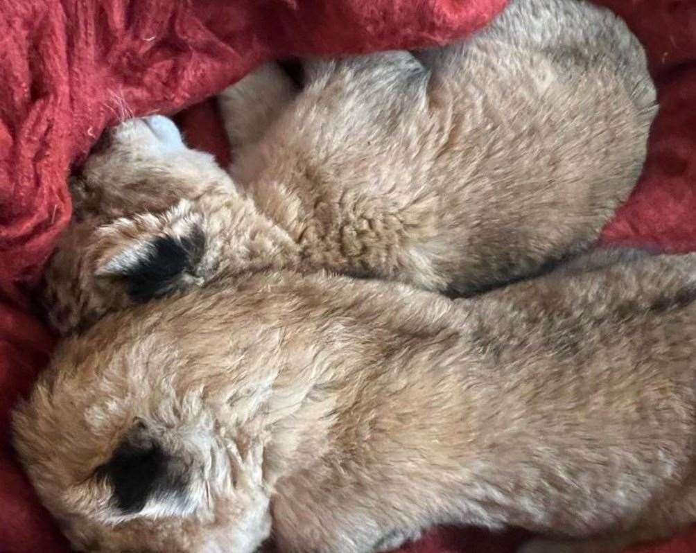 The lion cubs sleeping after their mum died at Howletts, near Canterbury. Picture: Damian Aspinall / Instagram