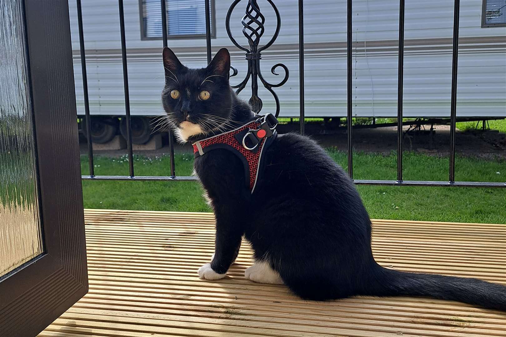 PJ practising for his lifejacket fitting with his harness. Picture: Karolina Rafalko