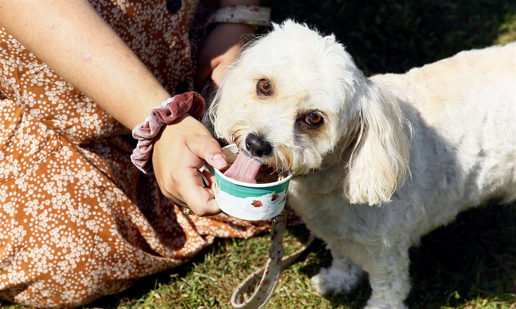 BiBi and owner Lyda Digman enjoy some ice cream for dogs with Picture: Sean Aidan (15721369)