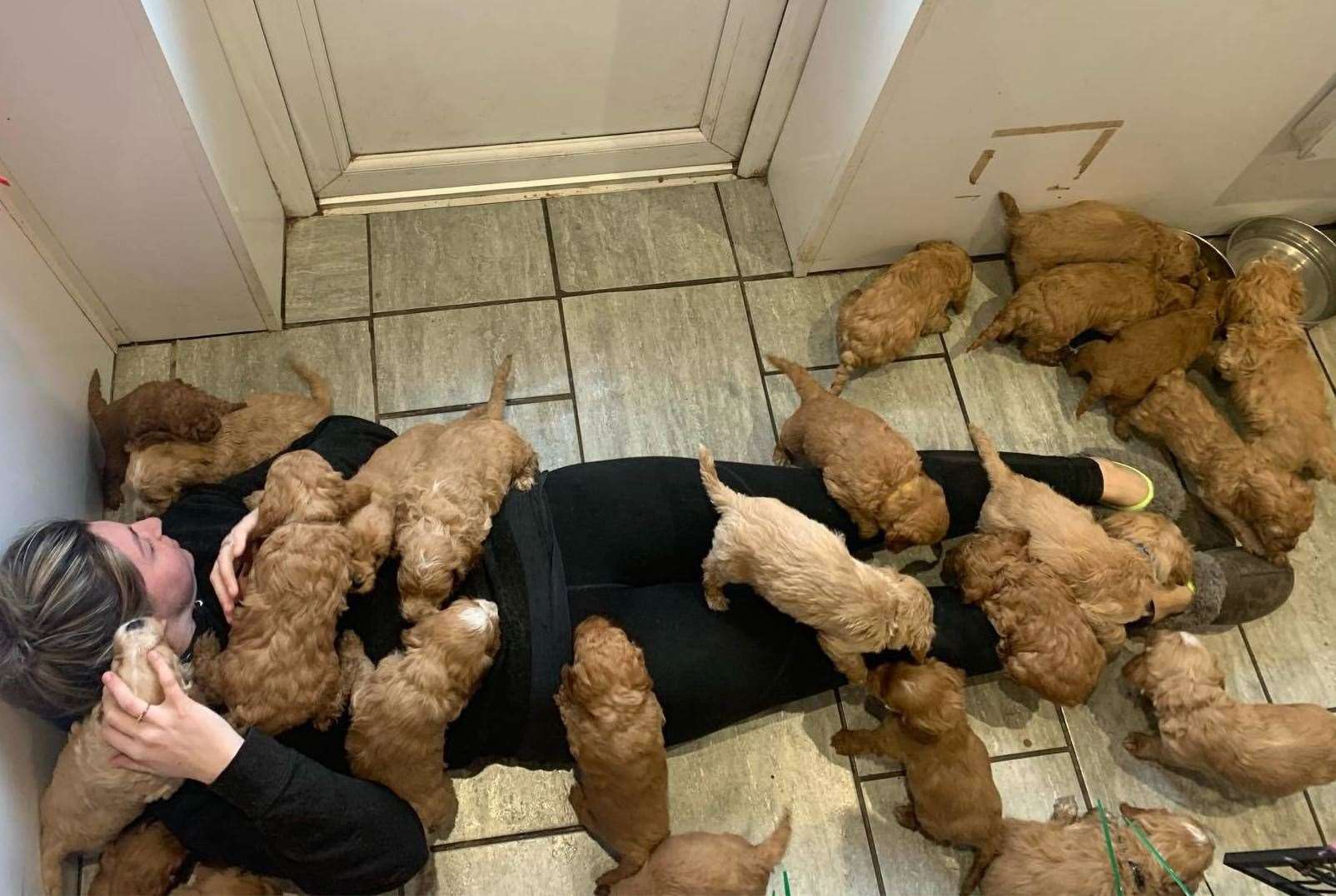 Amii Thatcher says the puppies are helping her family get through isolation