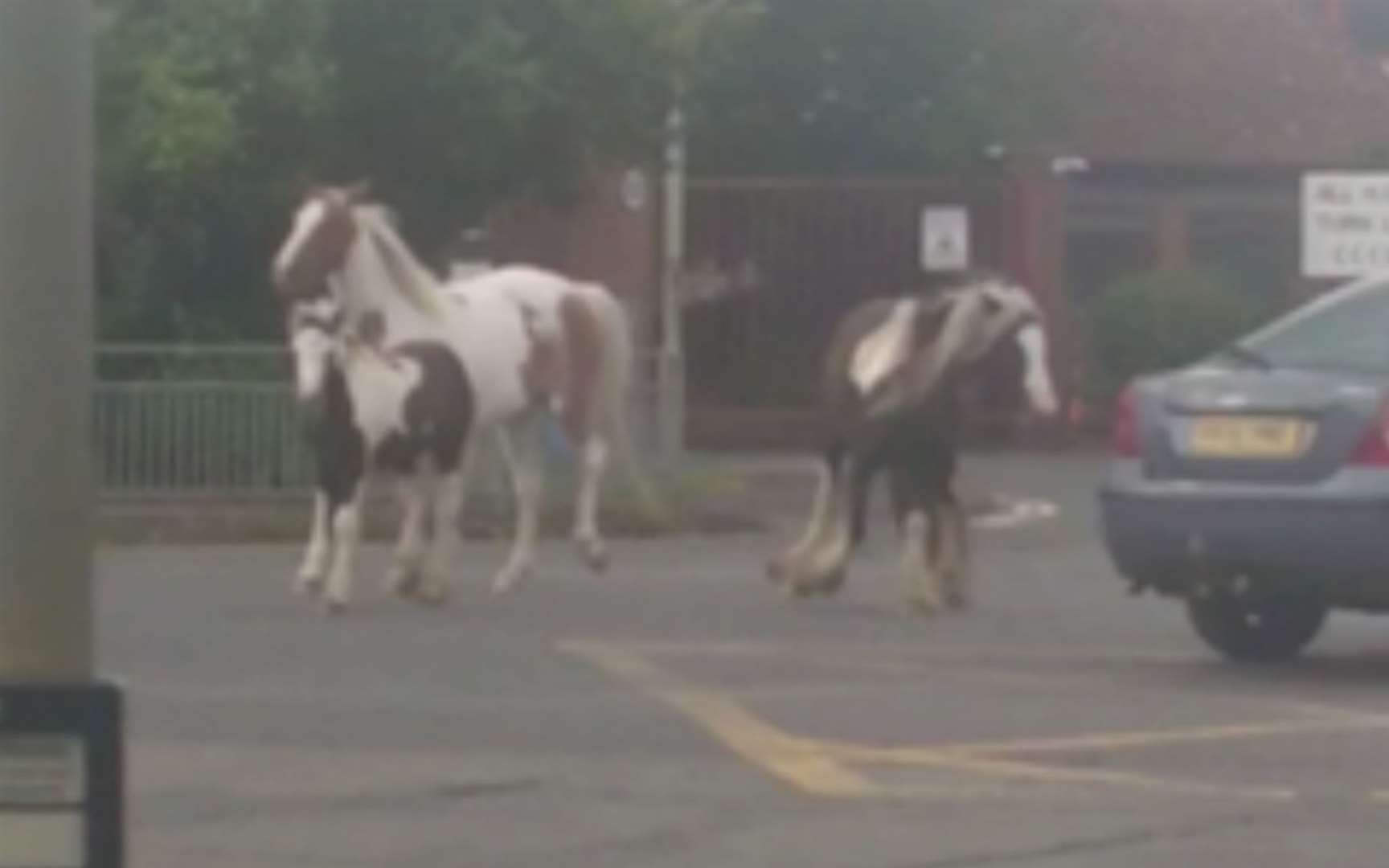 The horses were spotted running across the Beaver Road and Norman Road junction. Pictures: Faye Ward
