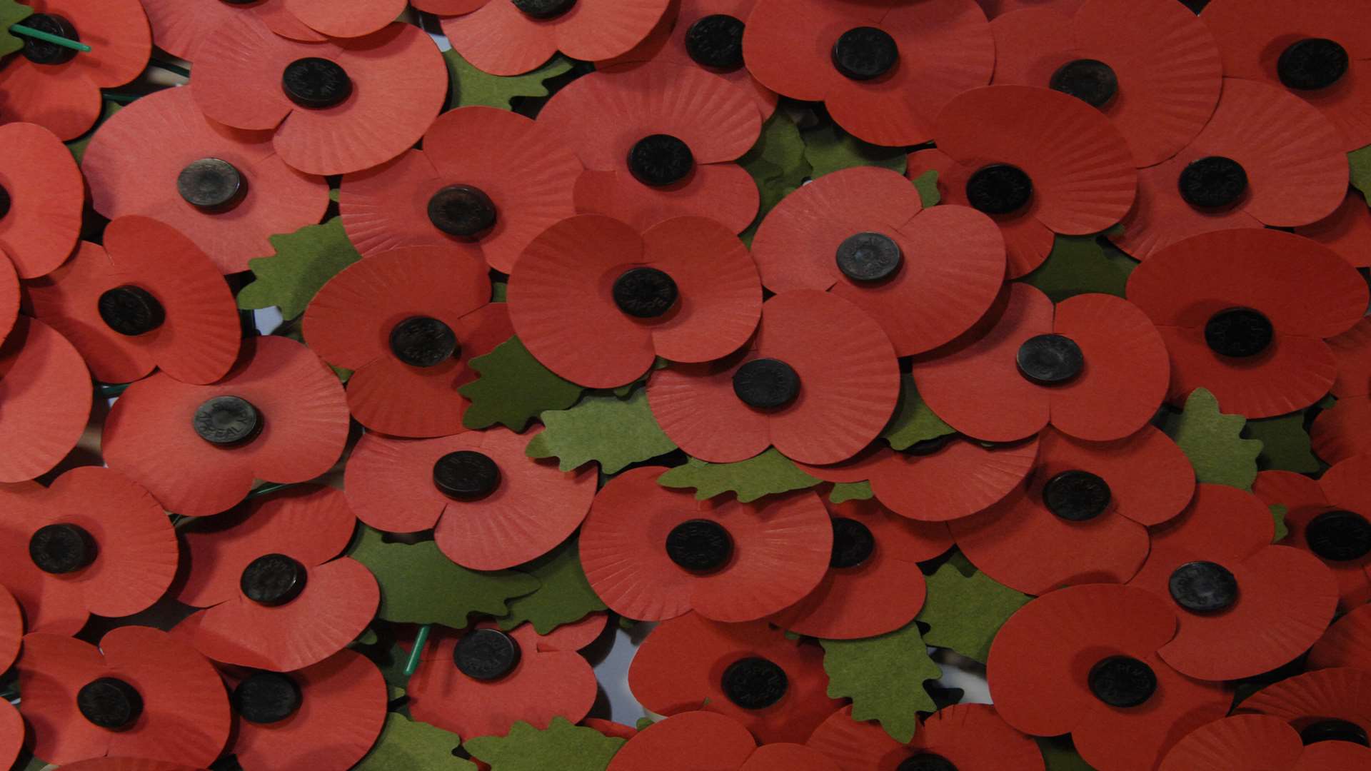 Remembrance poppies. Stock picture.
