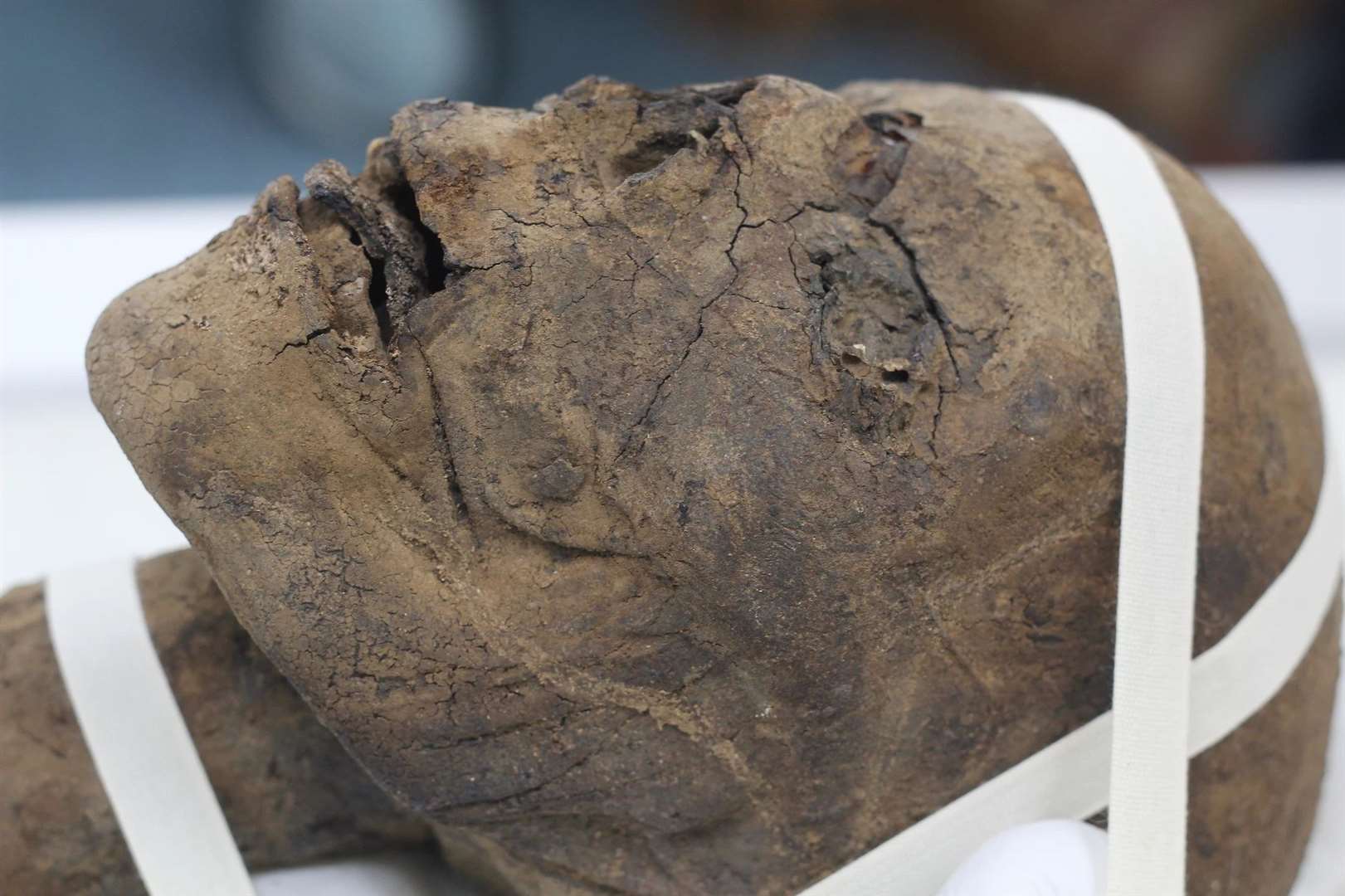 The Egyptian mummified head. Picture: James Elliott