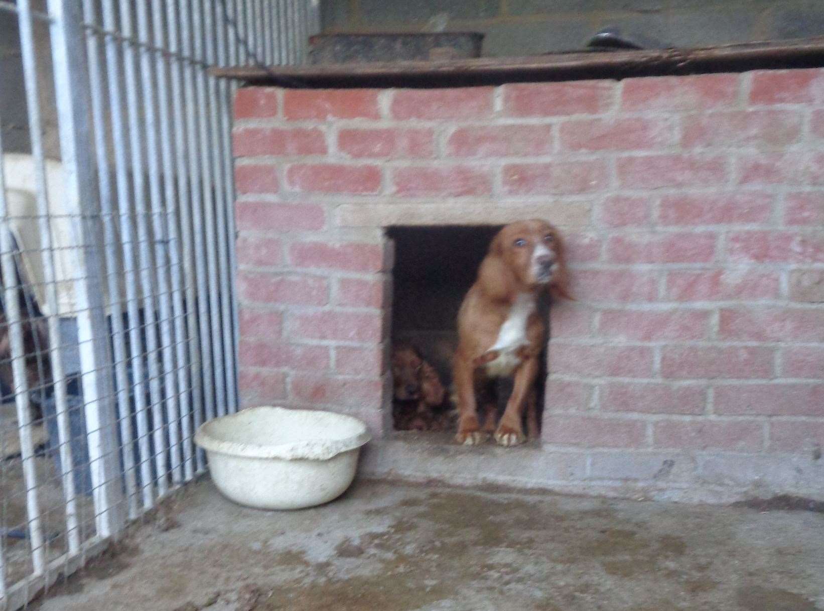 Eight dogs were found in "unacceptable conditions" after a warrant in Ditton. Picture: RSPCA