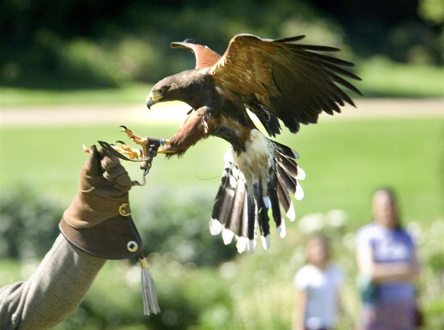 Falconry at Dover Castle Picture: English Heritage