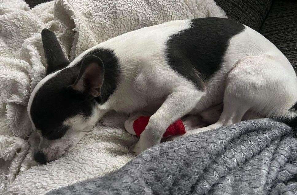 The 21-month-old Chihuahua was left injured following the collision in Ramsgate. Picture: Jade Watler