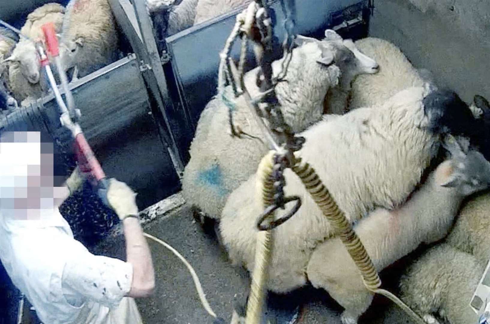 A screen shot of undercover footage at Forge Farm Meats, taken in 2017, which Animal Aid claim shows the sheep being treated cruelly