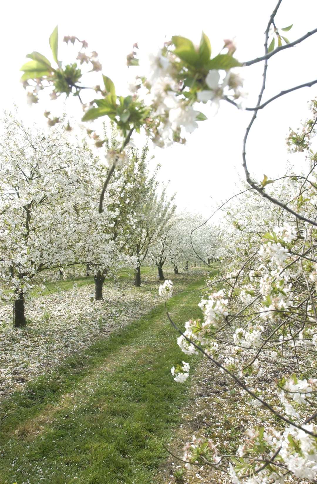 You can walk through the orchards. Picture: Chris Davey