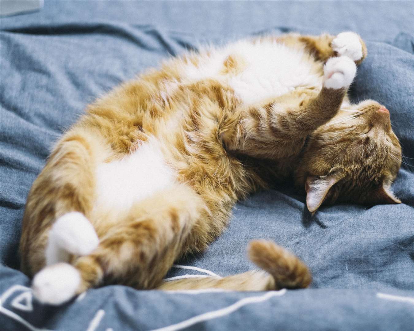 Cats sleeping behaviours could be because of their predatory nature. Picture: Peng Louis, Pexels