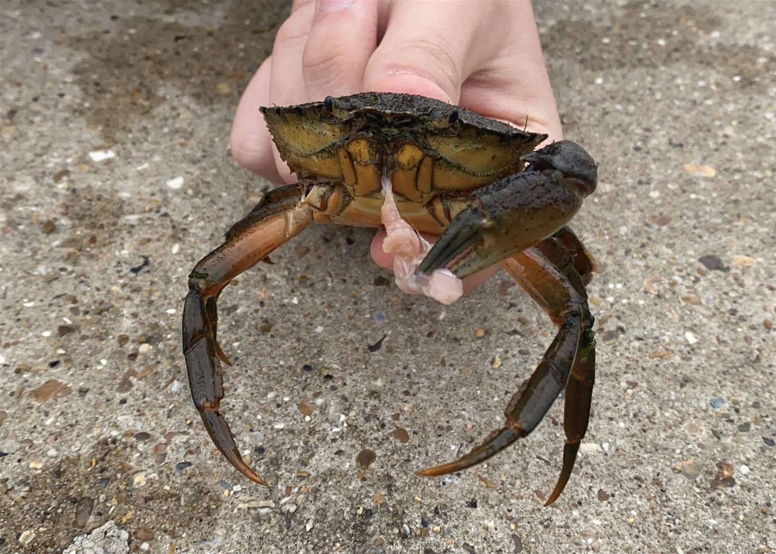 Crabs are scavengers and love raw bacon