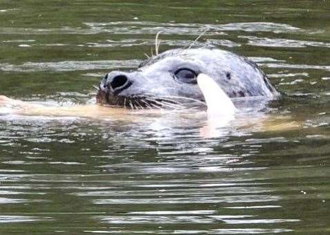 The seal has been spotted in the water between East Farleigh Lock and Tovil Bridge near Maidstone. Picture: RSPCA