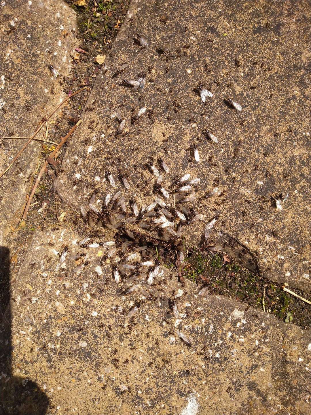 Flying ants were spotted in Kent throughout the day. Picture: @RosalindinKent/Twitter