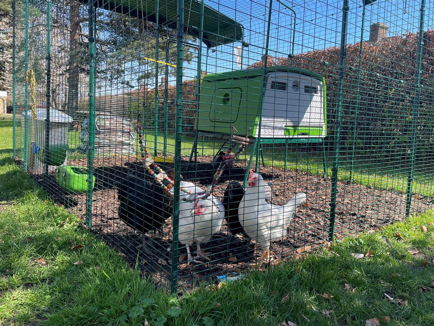 Chickens are one of the well-being initiatives already set up