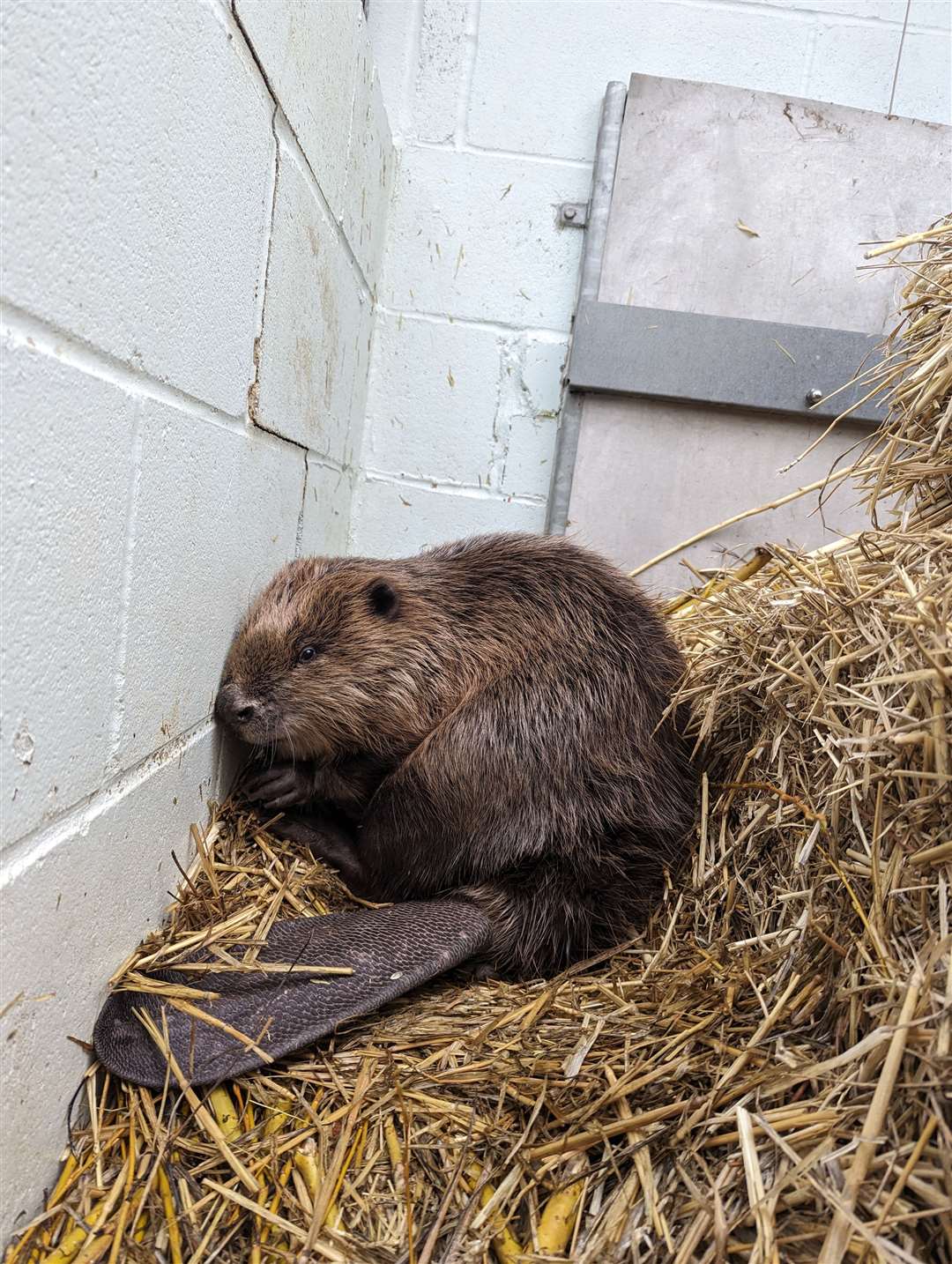 The beaver is recovering at RSPCA’s Mallydams Wood in East Sussex (RSPCA/PA)