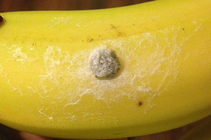 The woman found a spider's nest attached to a packet of bananas she bought from a Tesco superstore