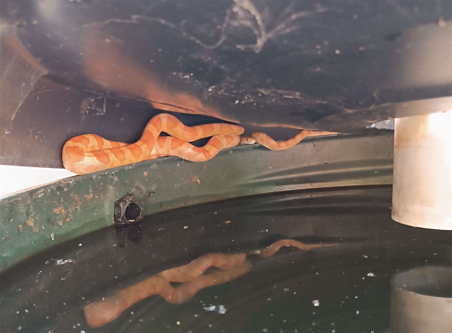 An escaped pet corn snake was discovered in a back garden in Willesborough. Picture: Phil Golding