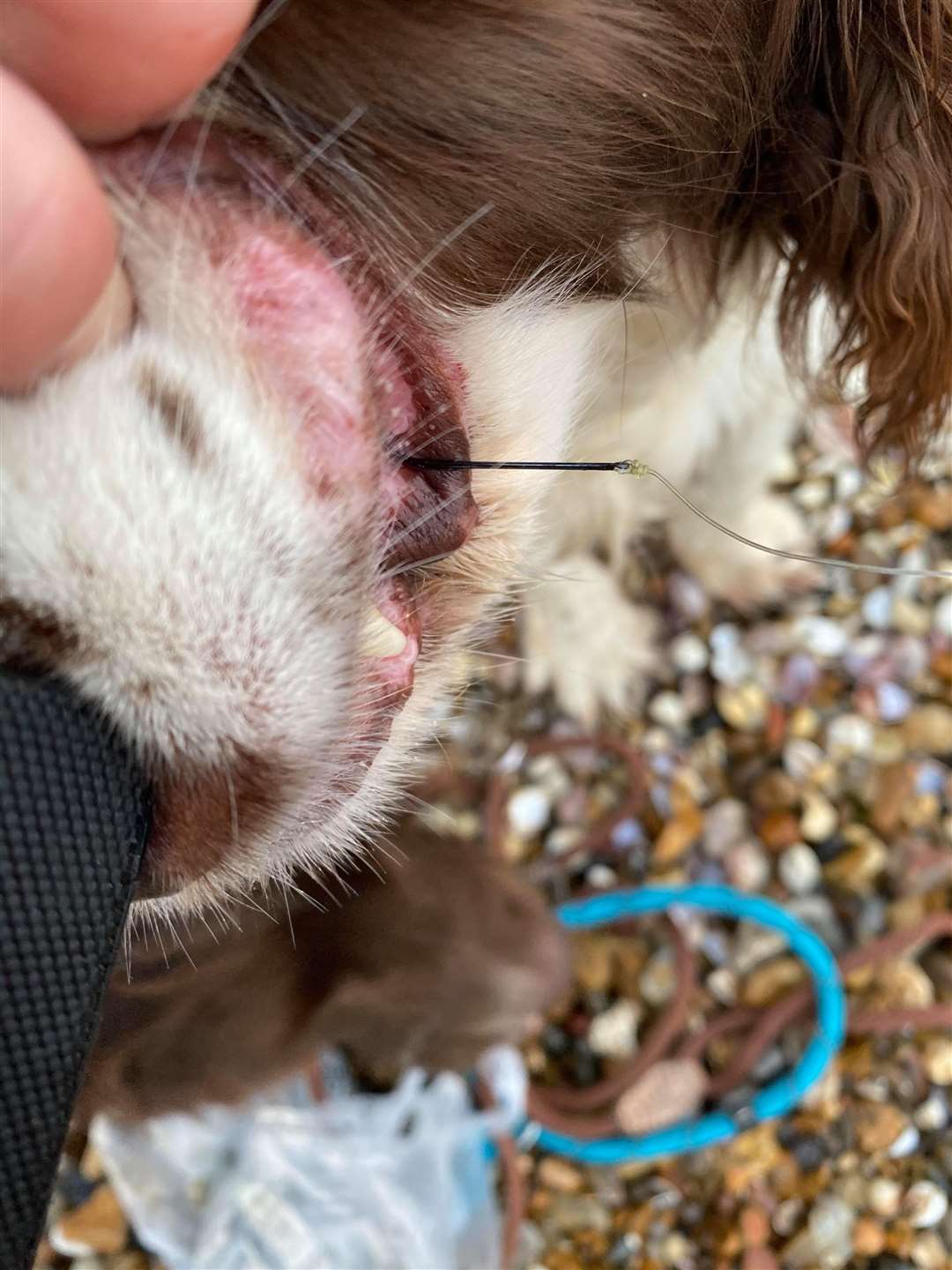 Gruesome photo of fish hook stuck in the mouth of Dionne Grant's dog