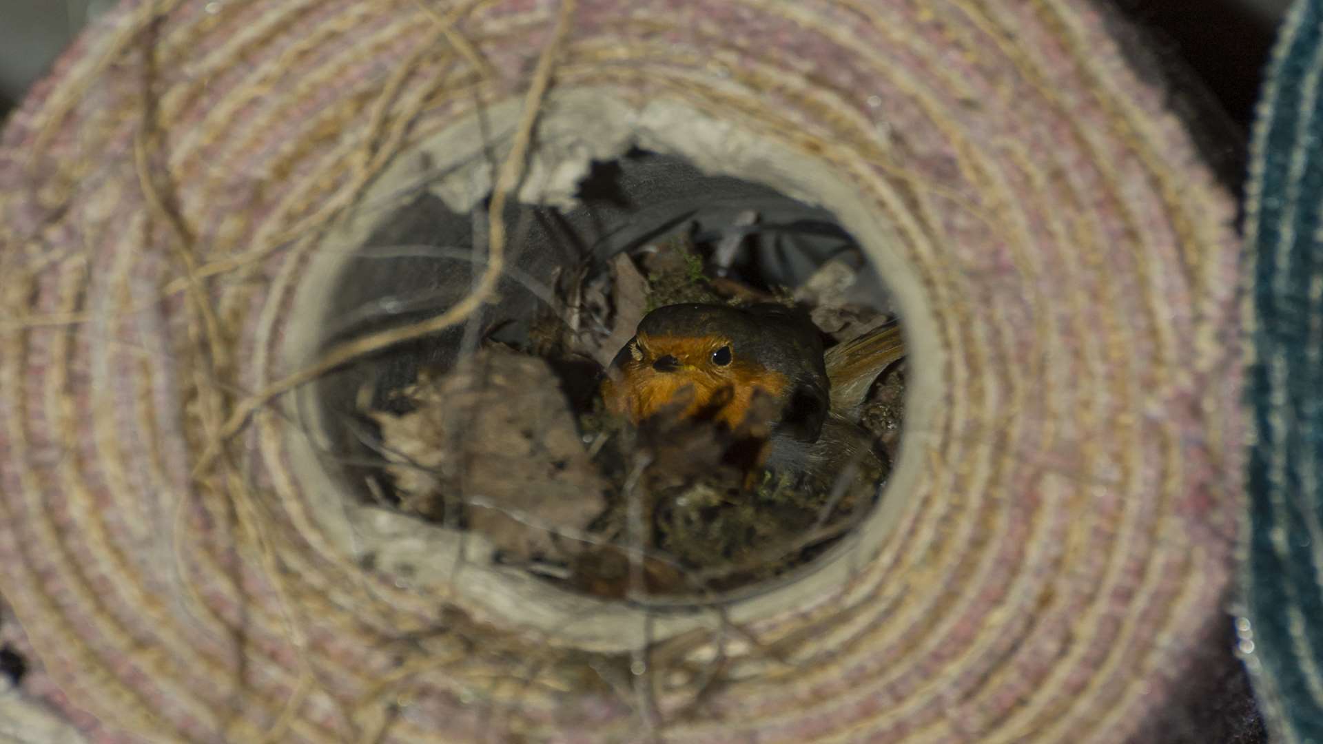 The robin has begun building a nest