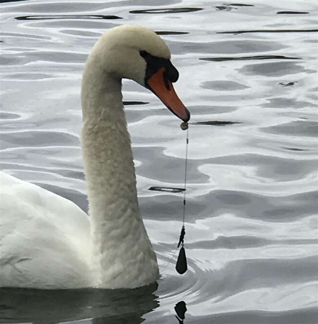The swan was found with a fishing hook through its beak near the Wharf in Dartford
