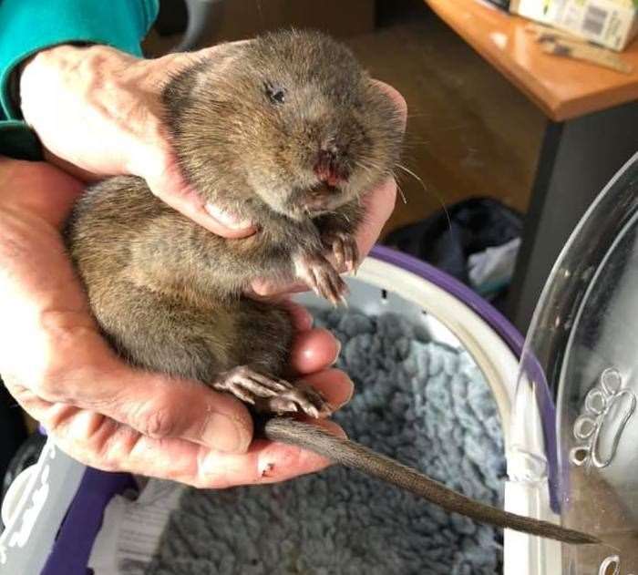 The water vole was found by K's Casino in Marine Parade, Sheerness. Picture: Kent Wildlife Rescue Service
