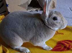 Lola, a Mini Rex rabbit from Sittingbourne, currently appears in Pets at Home's advertising campaign, My Pet Moments
