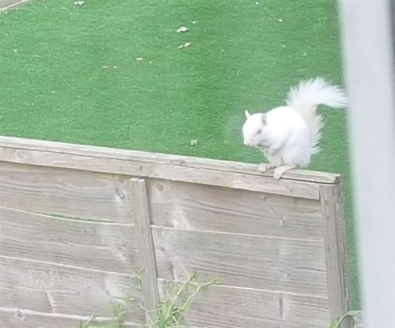 This picture of the Vinters Park albino squirrel was taken hours before it was found dead on Tuesday. (2415743)