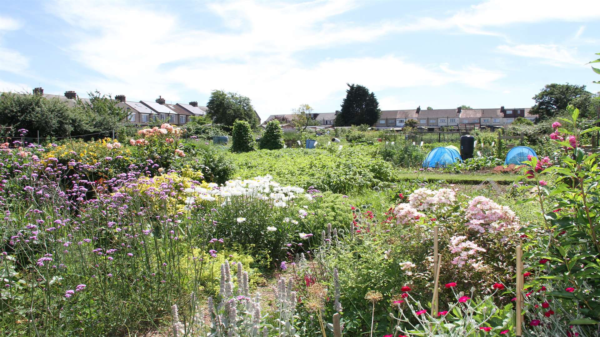 Reg Geeves' allotment at Gravesend