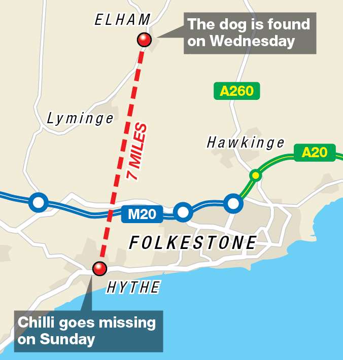 Chilli wandered seven miles across country to where she was found in Elham