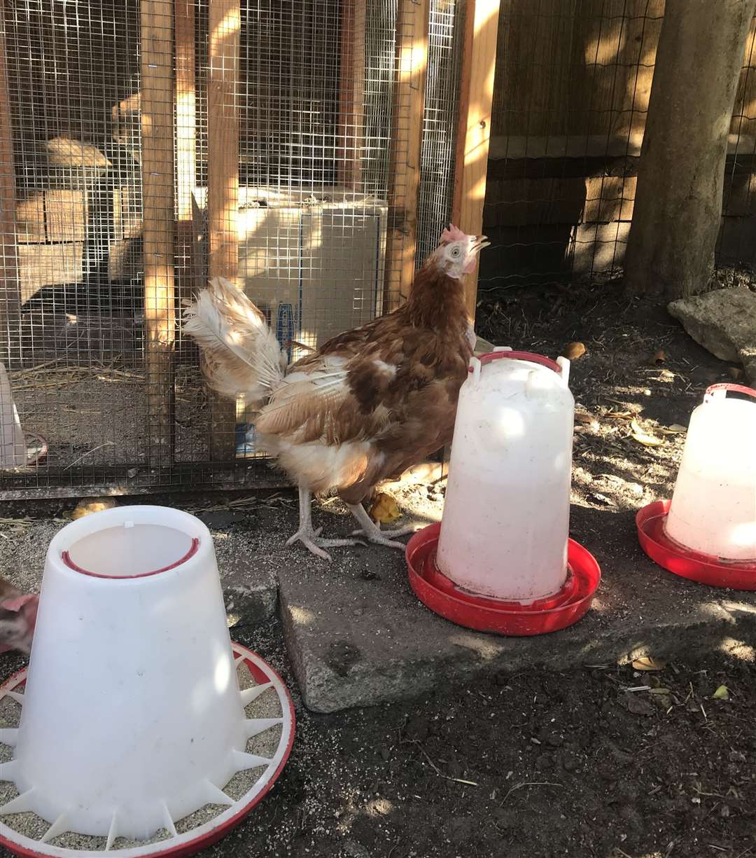 Chickens are great company