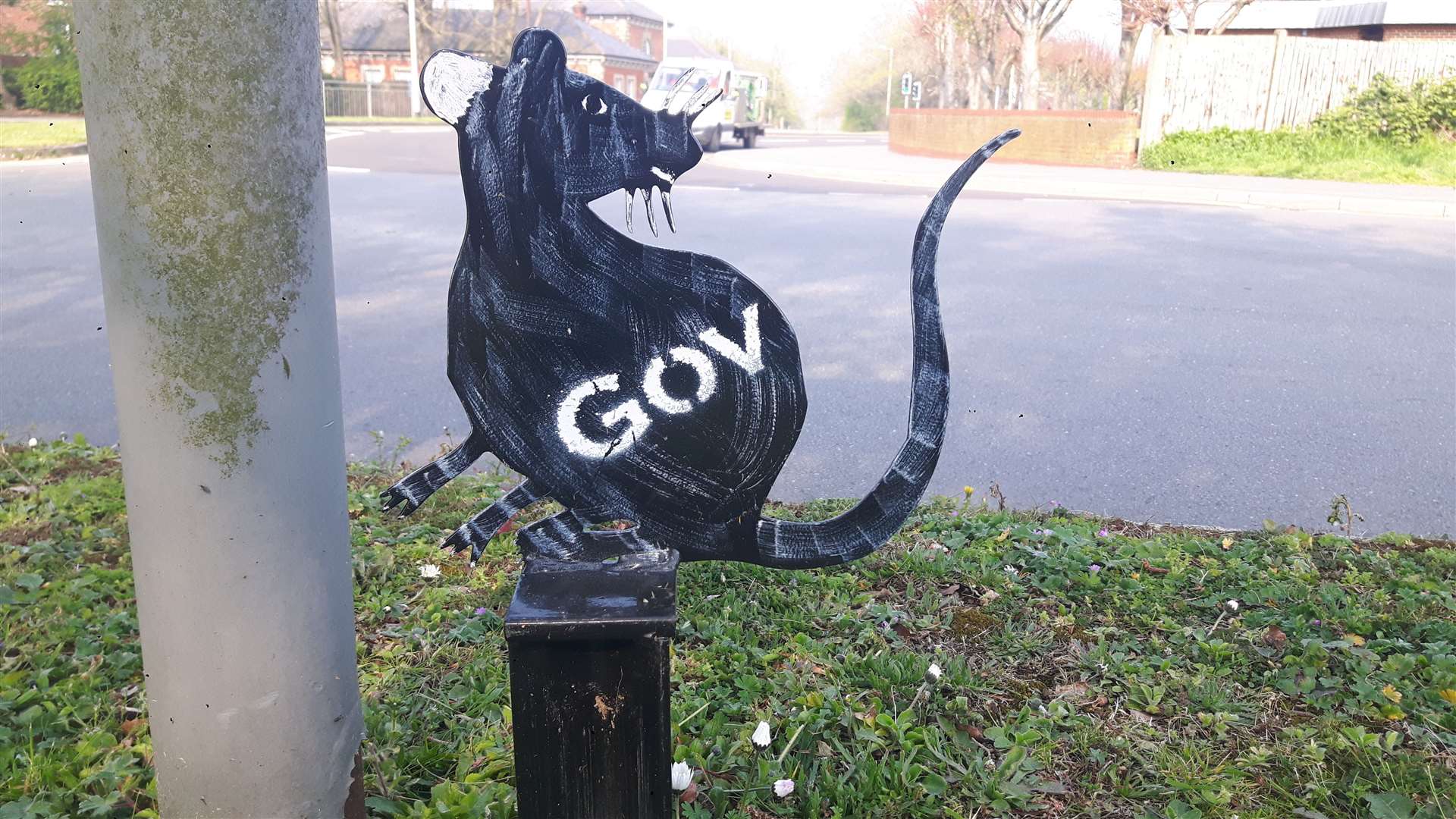 Rats, like this one on the Prince Albert roundabout, have appeared across town. (8740400)