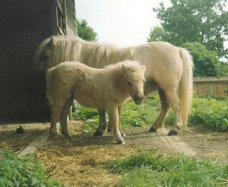 SAFE: the foal is at the front of the picture