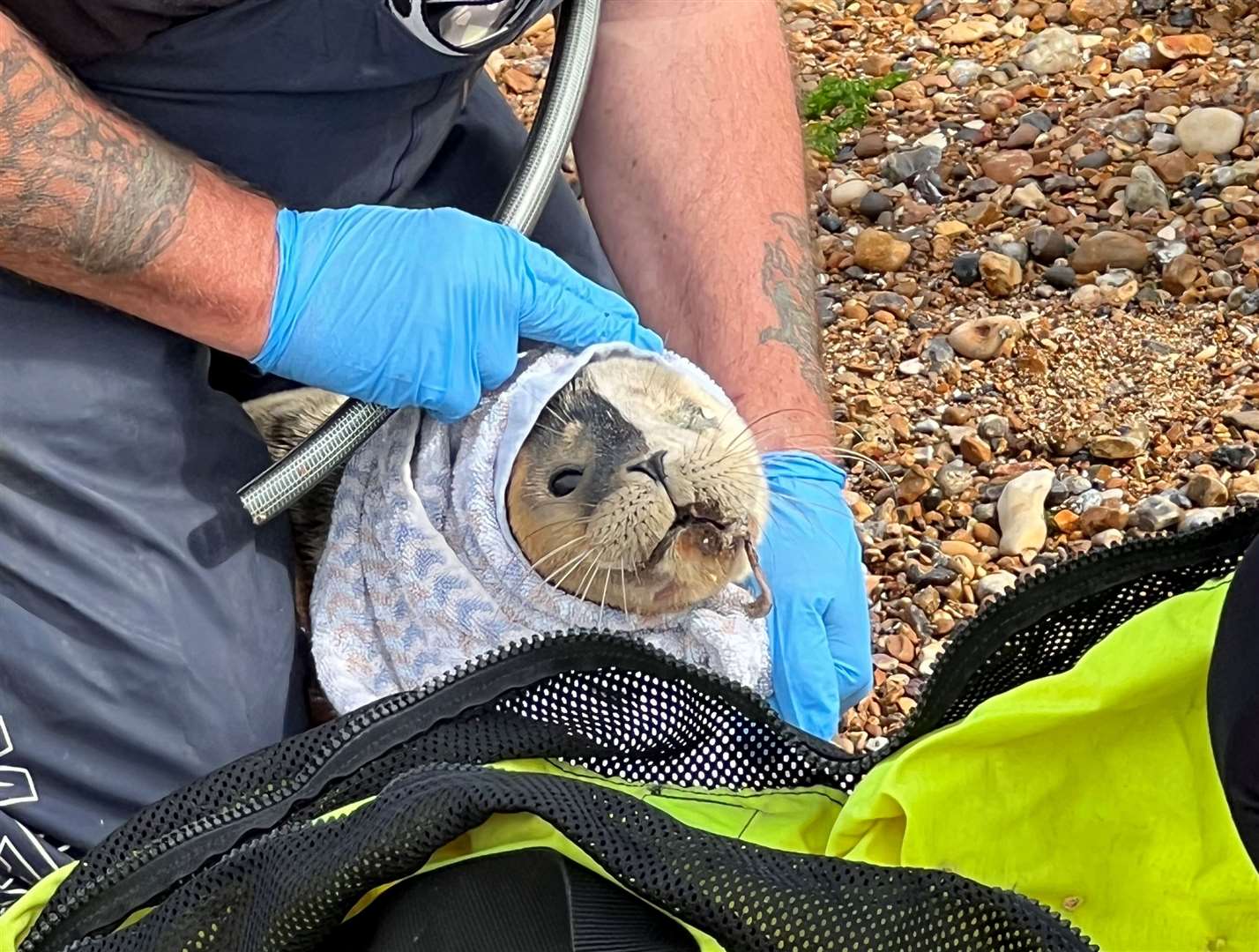 The seal pup suffered a trauma to the face. Picture: Wesley Baker