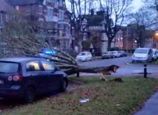 The fallen tree in Earls Avenue. Picture: Michael Kane