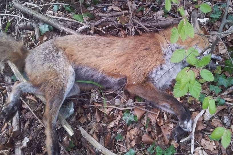 A group of foxes were killed and mutilated before being dumped in woodland at Lordswood. Picture copyright: Connor Betts