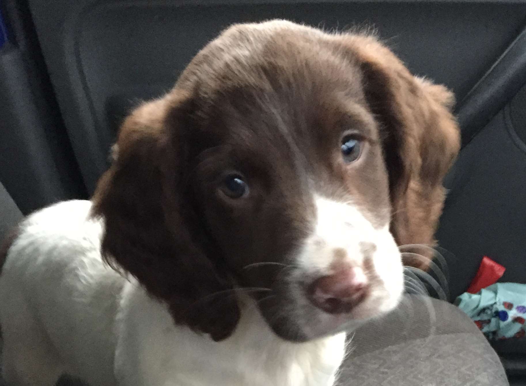 Lucy the little English springer spaniel was stolen from her kennels in Cliffe