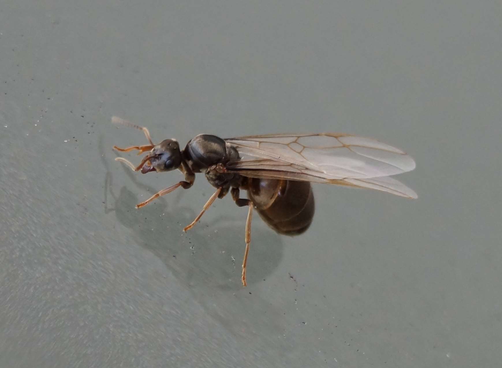 A queen flying ant Credit:Dr Rebecca Nesbit