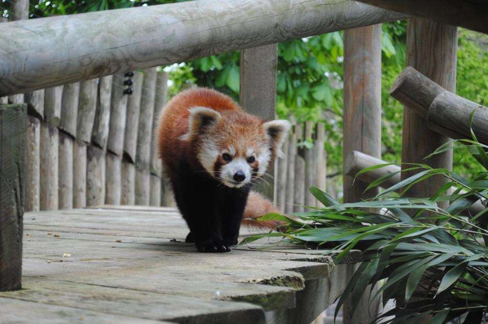 A cute red panda at Colchester Zoo.