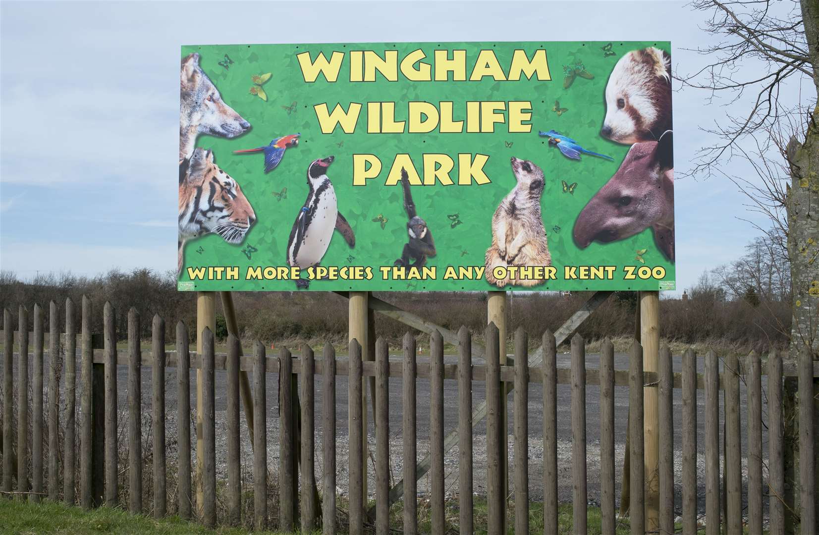 Wingham is the only wildlife park in Kent that has orangutans