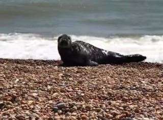 The seal came on shore for a break. Photo: Suzanne Adams