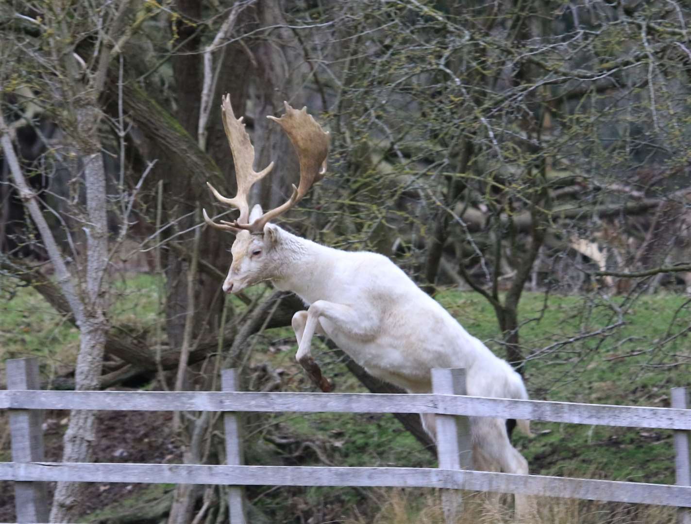 Police are investigating after a white deer was killed in Strood. Stock picture: Roger Graves