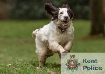 Police dog Roxy who found the cash stashed in the radiator. Picture: Kent Police