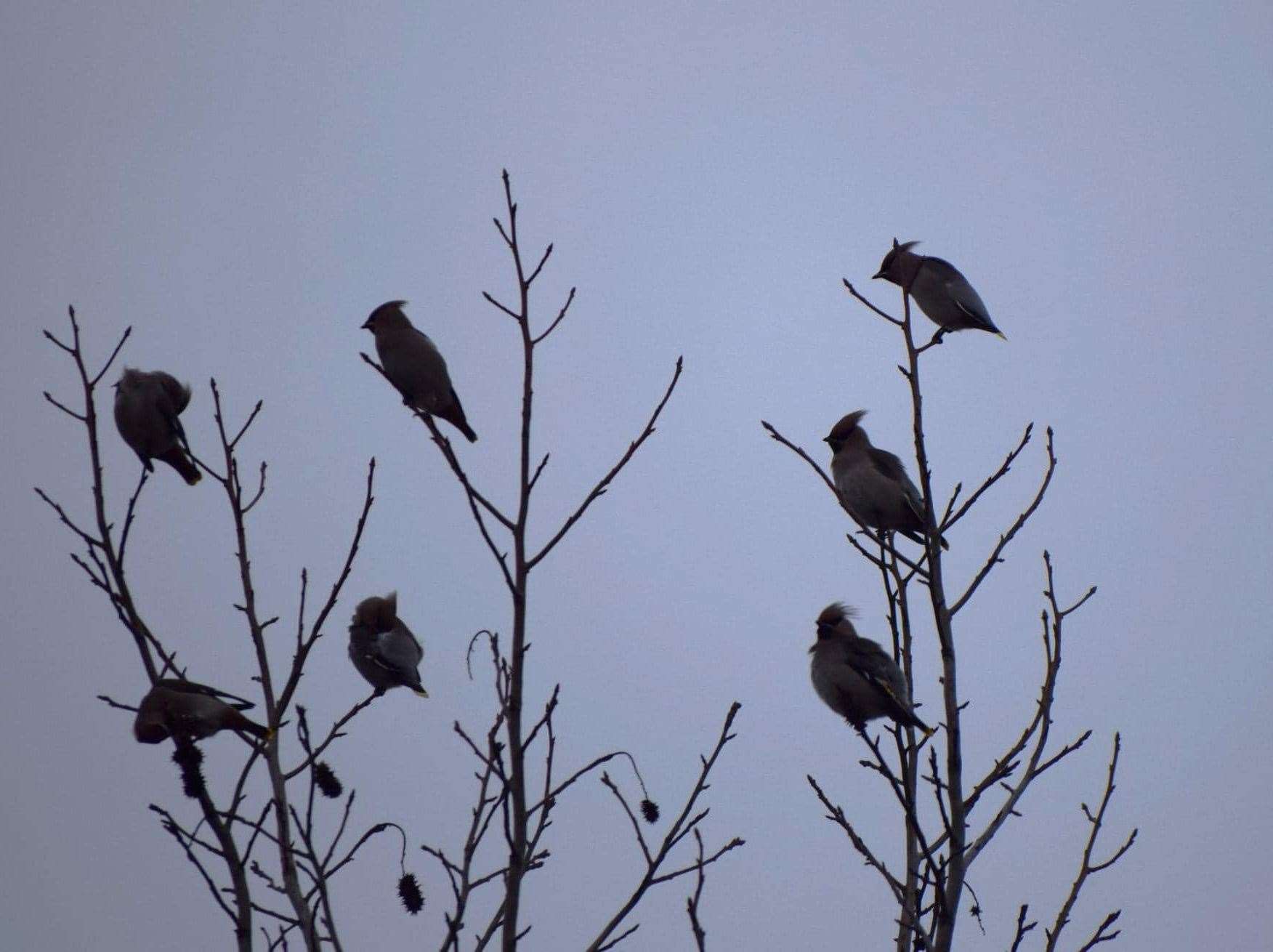 Waxwings in Kings Hill at dusk. Photo Christine Power