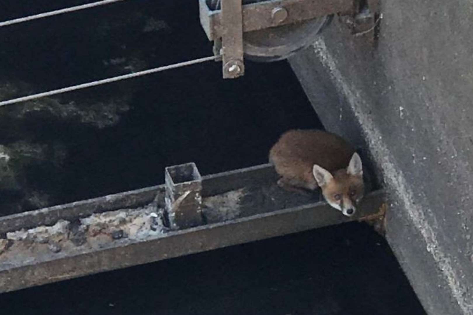 How'd he get down there? The lost fox on had fallen 30ft down a water tank