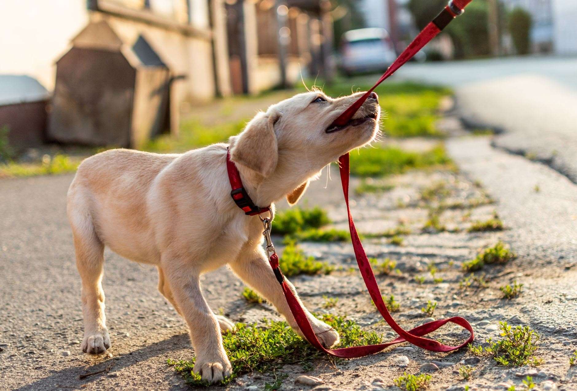 Does your labrador test your patience with is cheeky ways? Image: iStock.