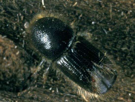 Eight-toothed European spruce bark beetle (Ips typographus)