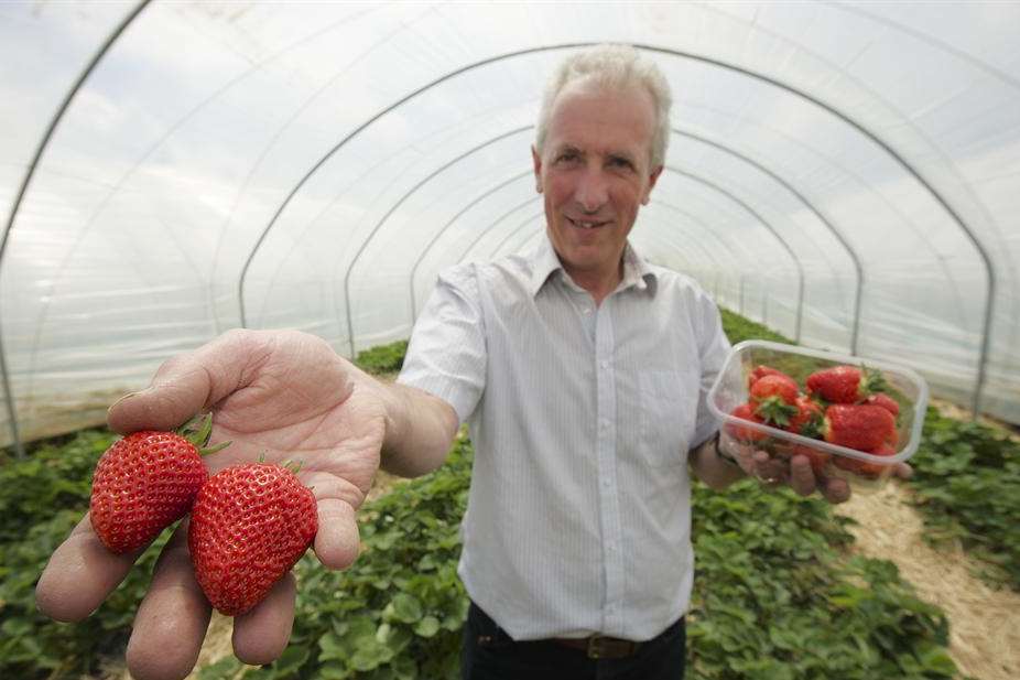 Farmer John Myatt with his bumper crop of strawberries