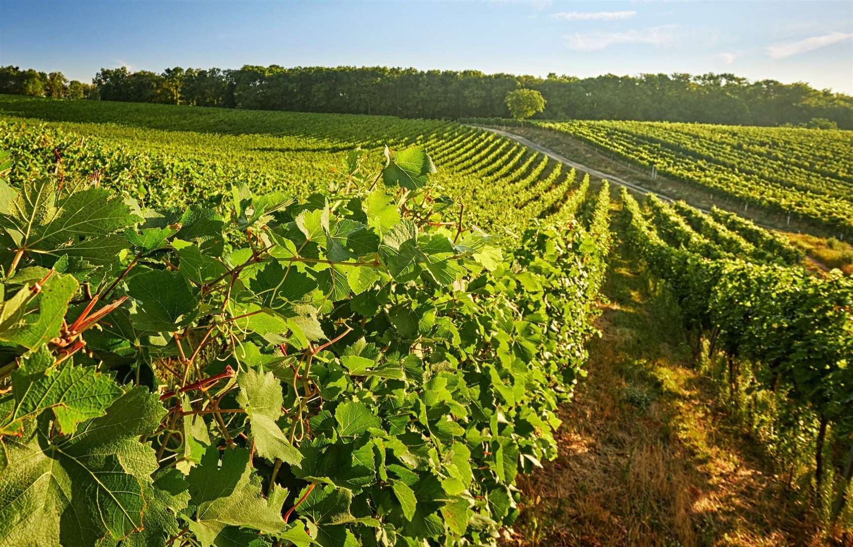 A vineyard was one of those businesses to receive funding