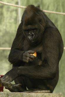 Emmie, the gorilla at Port Lympne wild animal park