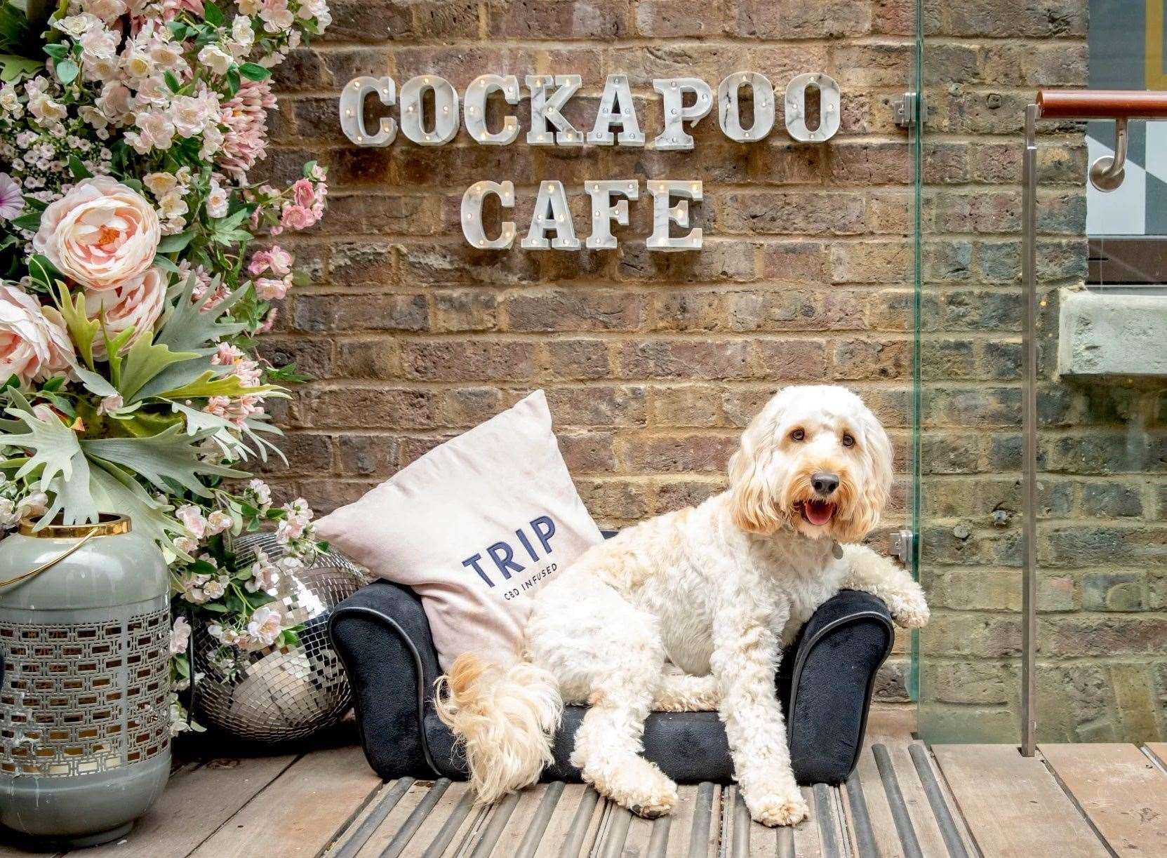 Cockapoo cafe is coming to Tunbridge Wells